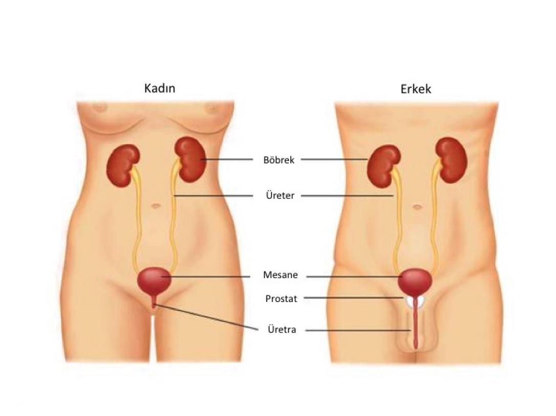 Erkeklerde ve kadında idrar yolları nasıldır?